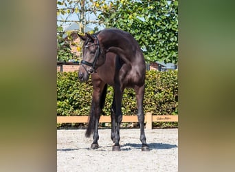 Rouan bai, Jument, 9 Ans, 172 cm, Bai brun