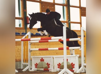 Caballo de Holstein, Semental, 36 años, 168 cm, Castaño oscuro