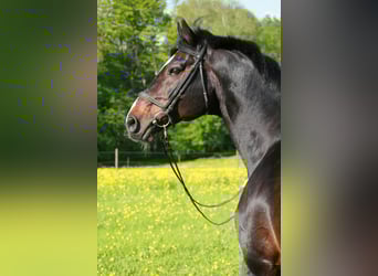 Caballo de Holstein, Semental, 36 años, 168 cm, Castaño oscuro