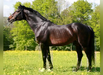 Caballo de Holstein, Semental, 36 años, 168 cm, Castaño oscuro
