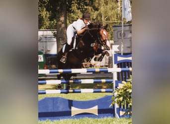 Caballo de Holstein, Semental, 36 años, 168 cm, Castaño oscuro