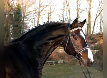 Caballo de Holstein, Semental, 36 años, 168 cm, Castaño oscuro