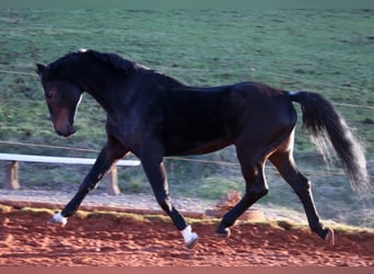 Caballo de Holstein, Semental, 36 años, 168 cm, Castaño oscuro