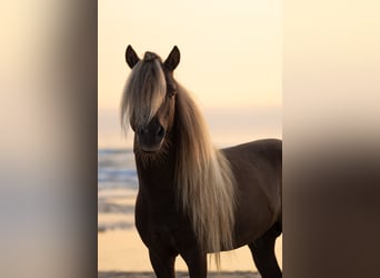 NMPRS, Stallion, 11 years, 8,2 hh