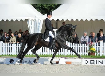 Koń oldenburski, Ogier, 30 lat, 170 cm, Ciemnogniada