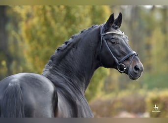 Oldenburg, Stallone, 30 Anni, 170 cm, Baio scuro