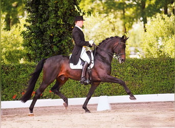 Oldenburg, Stallone, 30 Anni, 170 cm, Baio scuro
