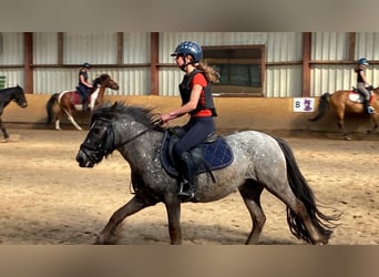 ruiter zoekt verzorgpaard/ bijrijdpaard gezocht