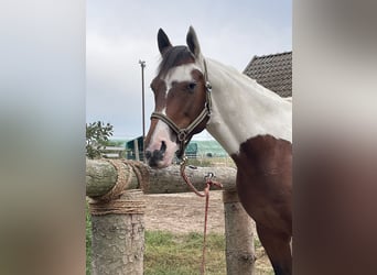 Russian Saddle Horse, Gelding, 10 years, 15.1 hh, Pinto