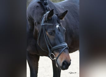 Russian Saddle Horse, Gelding, 10 years, 16 hh, Bay-Dark