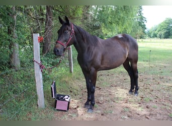 Russian Saddle Horse, Gelding, 14 years, 15.2 hh, Black