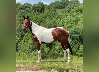 Russian Saddle Horse, Gelding, 4 years, 15 hh, Bay