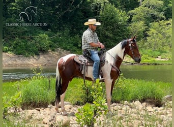 Russisches Reitpferd, Wallach, 4 Jahre, 15 hh, Rotbrauner