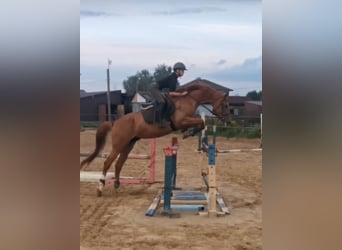 Russian Saddle Horse, Gelding, 5 years, 15,3 hh, Chestnut