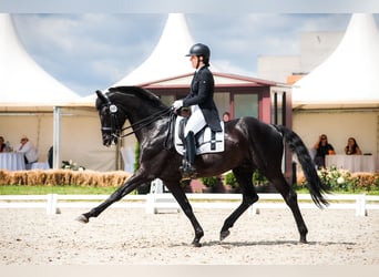 Russian Saddle Horse, Stallion, 16 years, 16.2 hh, Black
