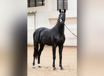 Russian Saddle Horse, Stallion, 4 years, 16.1 hh, Black