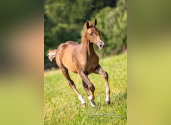 Russian Saddle Horse, Stallion, Foal (04/2023), 15.2 hh, Chestnut-Red