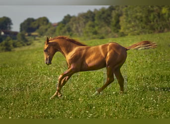 Russian Saddle Horse, Stallion, Foal (04/2023), 15.2 hh, Chestnut-Red