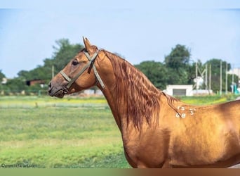 Russian Saddle Horse, Stallion, Foal (04/2023), 15.2 hh, Chestnut-Red