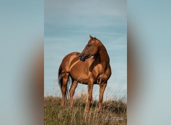 Russian Saddle Horse, Stallion, Foal (04/2023), 15.2 hh, Chestnut-Red
