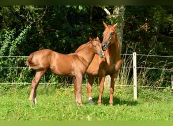 Russian Saddle Horse, Stallion, Foal (04/2023), 15.2 hh, Chestnut-Red