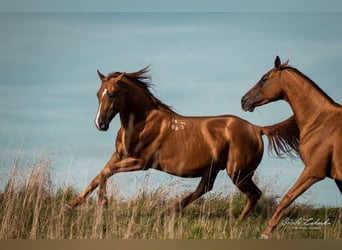 Russian Saddle Horse, Stallion, Foal (04/2023), 15.2 hh, Chestnut-Red