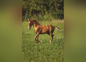 Russisch rijpaard, Hengst, veulen (04/2023), 160 cm, Vos