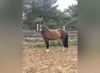 Russisch rijpaard, Merrie, 13 Jaar, 148 cm, Bruin