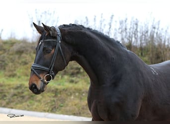 Russisch rijpaard, Ruin, 11 Jaar, 165 cm, Donkerbruin