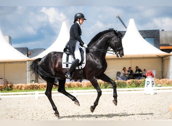 Russisches Reitpferd, Hengst, 16 Jahre, 170 cm, Rappe