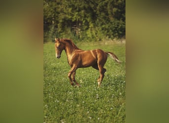Russisches Reitpferd, Hengst, Fohlen (04/2023), 160 cm, Fuchs
