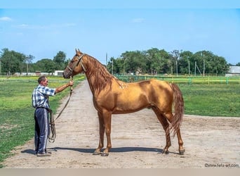 Russisches Reitpferd, Hengst, Fohlen (04/2023), 160 cm, Fuchs