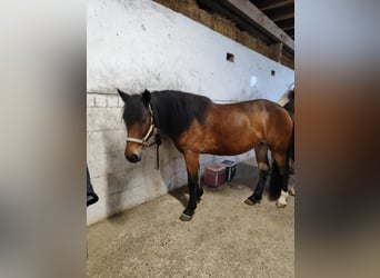 Russisches Reitpferd, Stute, 5 Jahre, 155 cm, Brauner