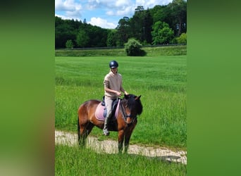 Russisches Reitpferd, Stute, 5 Jahre, 155 cm, Brauner