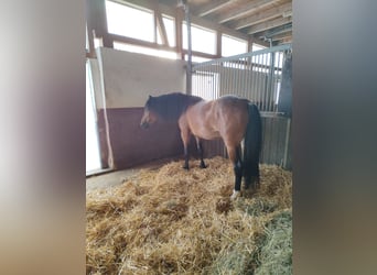 Russisches Reitpferd, Stute, 5 Jahre, 155 cm, Brauner
