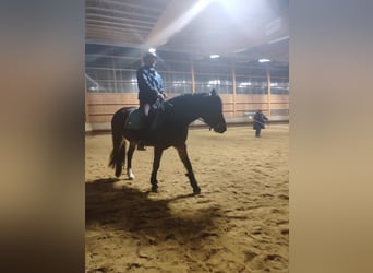 Russisches Reitpferd, Stute, 5 Jahre, 155 cm, Brauner