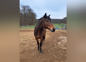 Russisches Reitpferd, Stute, 5 Jahre, 155 cm, Brauner