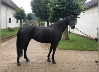 Russisches Reitpferd, Stute, 5 Jahre, 166 cm, Rappe