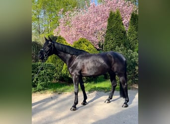 Russisches Reitpferd, Stute, 5 Jahre, 166 cm, Rappe