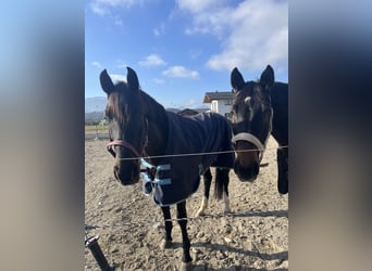 Russisches Reitpferd, Wallach, 10 Jahre, 163 cm, Dunkelbrauner