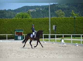 Russisches Reitpferd, Wallach, 10 Jahre, 163 cm, Dunkelbrauner