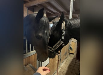 Russisches Reitpferd, Wallach, 10 Jahre, 163 cm, Dunkelbrauner