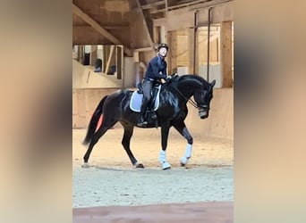 Russisches Reitpferd, Wallach, 10 Jahre, 163 cm, Dunkelbrauner