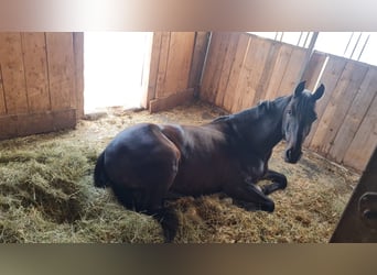 Russisches Reitpferd, Wallach, 10 Jahre, 163 cm, Dunkelbrauner
