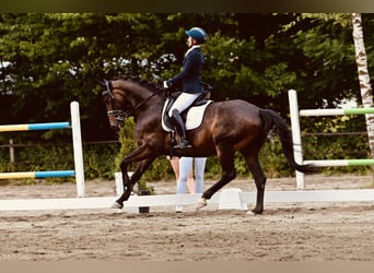 Russisches Reitpferd, Wallach, 10 Jahre, 163 cm, Dunkelbrauner