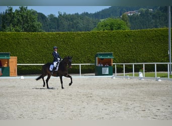 Russisches Reitpferd, Wallach, 10 Jahre, 163 cm, Dunkelbrauner