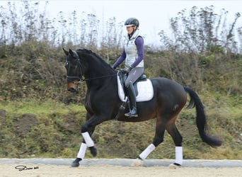 Russisches Reitpferd, Wallach, 11 Jahre, 165 cm, Dunkelbrauner