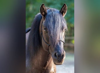 Russisches Reitpferd Mix, Wallach, 1 Jahr, 145 cm, Buckskin