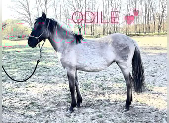 Russisches Reitpferd Mix, Wallach, 1 Jahr, 145 cm, Buckskin