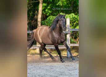 Russisches Reitpferd Mix, Wallach, 1 Jahr, 145 cm, Buckskin